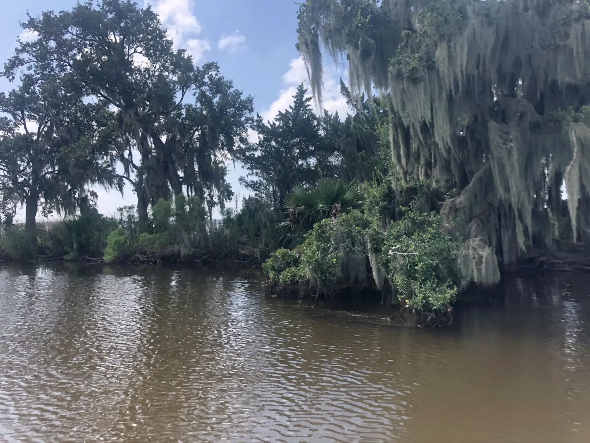 The Louisiana bayou at first light