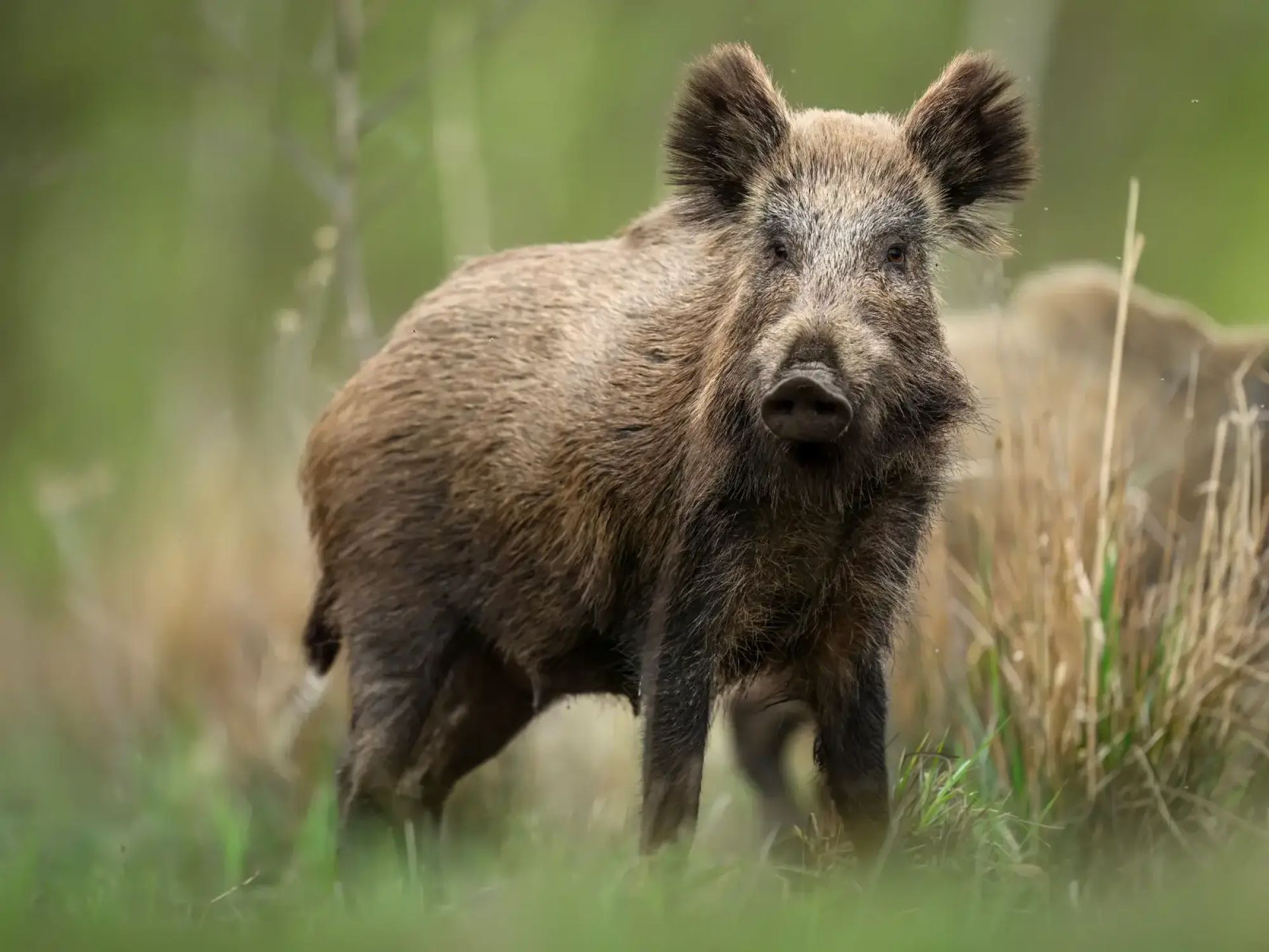 Pig Hunting
